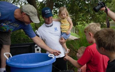 Snook Released to Phillippi Creek by Mote Scientists