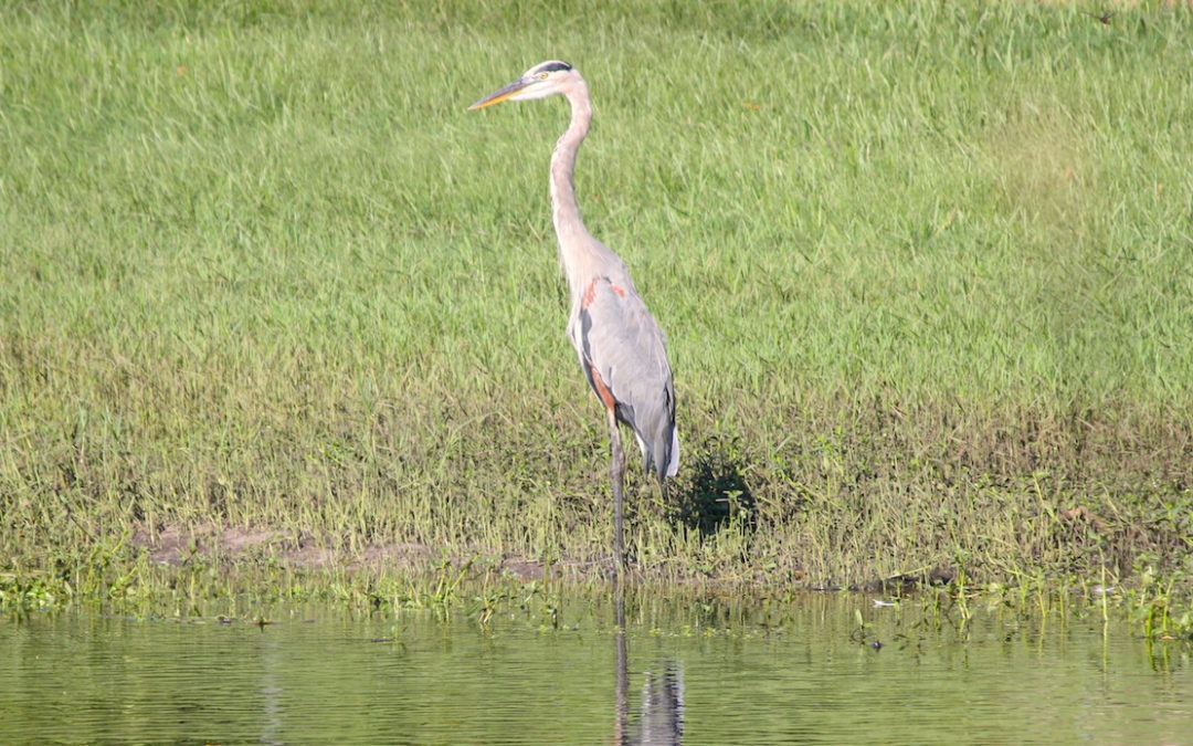 Great Blue Heron