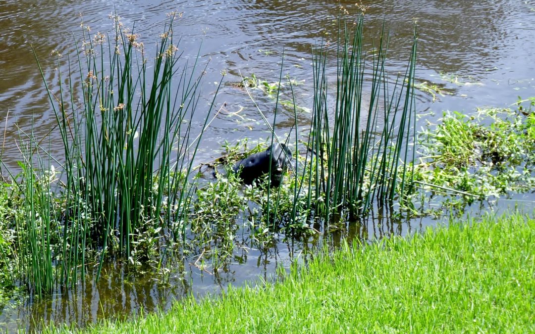 Manatee