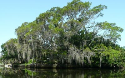 Oak over creek