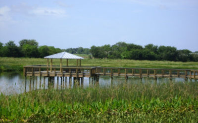 Celery Fields at the Head of the Creek