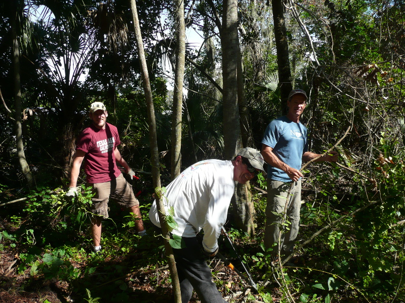 Volunteers removing invasive plants