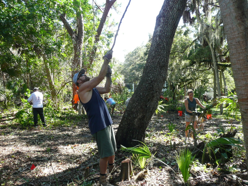 Volunteer removing invasive plants
