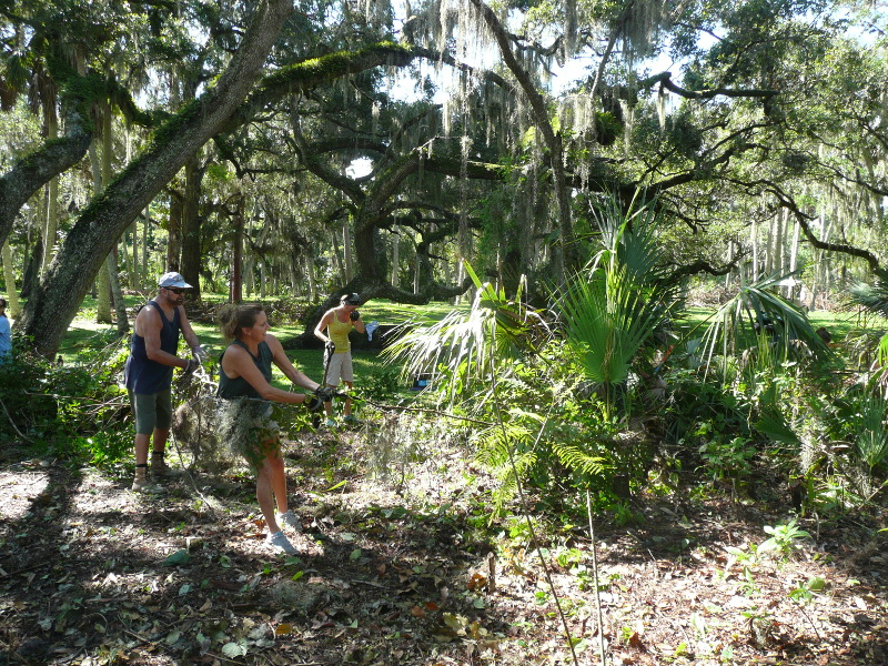 Volunteers removing invasive plants