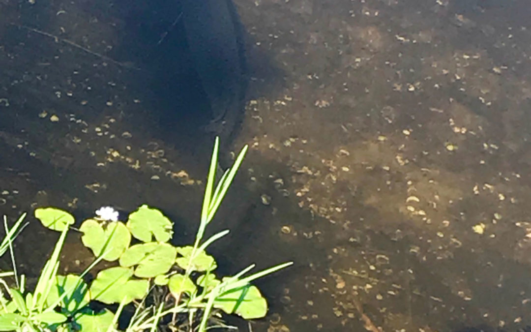 Alligator Gar in Phillippi Creek