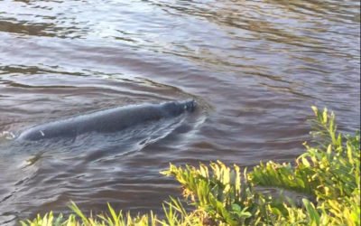Young Manatee heading up river