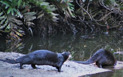 Otters on the Creek