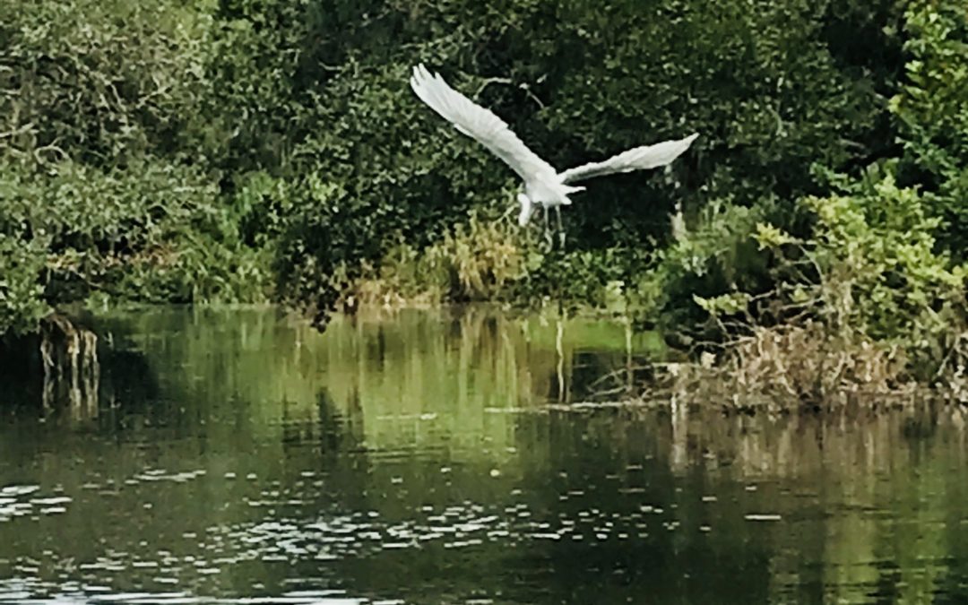 Paddling the Creek
