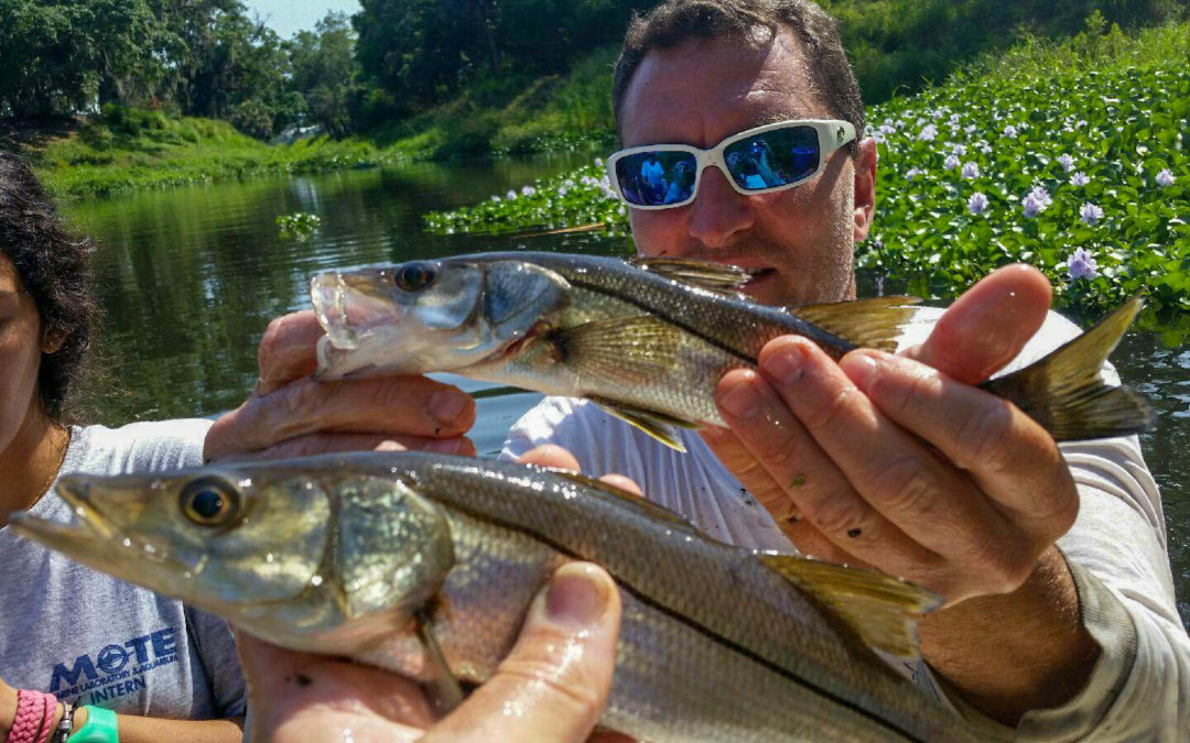 Dr. Jim Locascio holding a juvenile snook