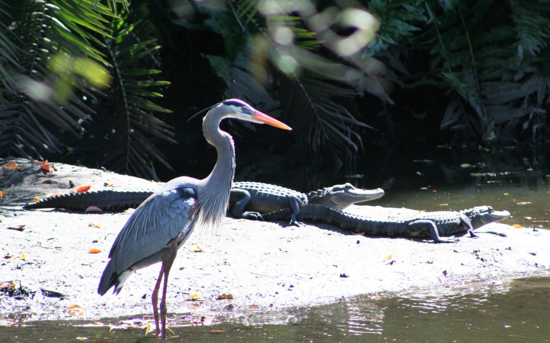 Gators & Gray Heron