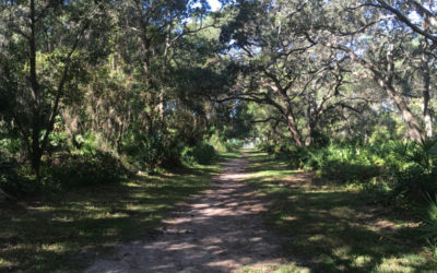 Florida Friendly Foliage