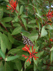 Firebush