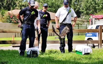 Red Shoulder Hawks Rescued at Red Bug Slough