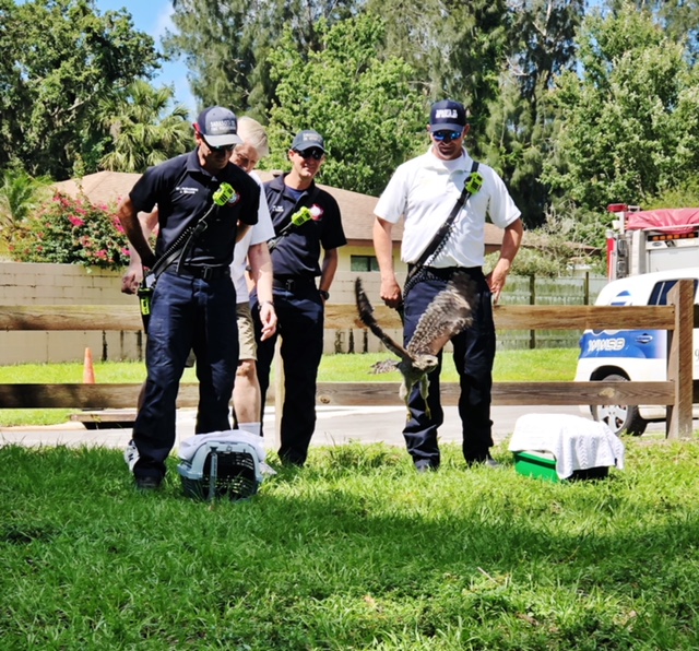 Red Shoulder Hawks Rescued at Red Bug Slough