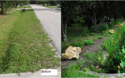 How to Build a Rain Garden or Bioswale