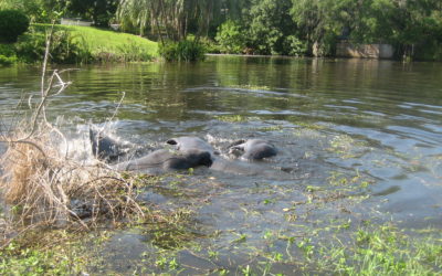 Local Wonders of Phillippi Creek