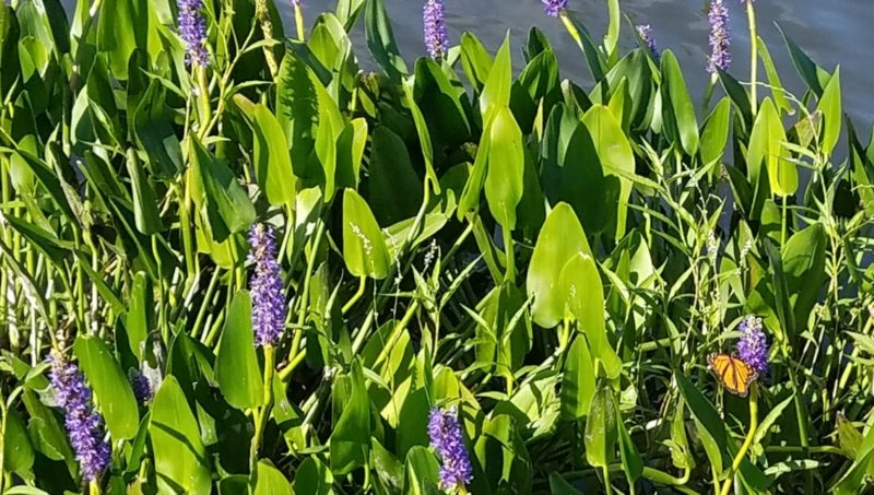 Pickerelweed with monarch butterfly