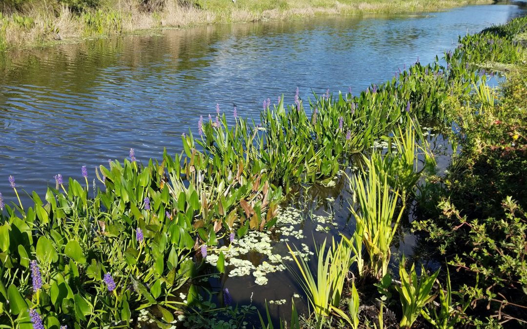 Red Bug Slough Restoration