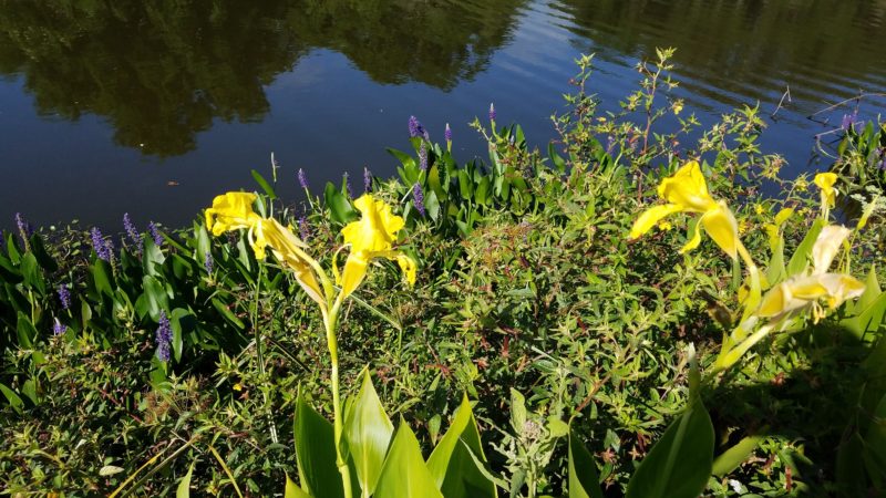 Golden canna and pickerelweed