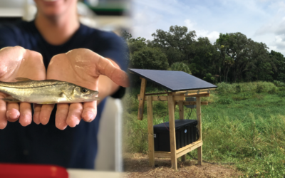 New Antenna to Monitor Snook in the creek