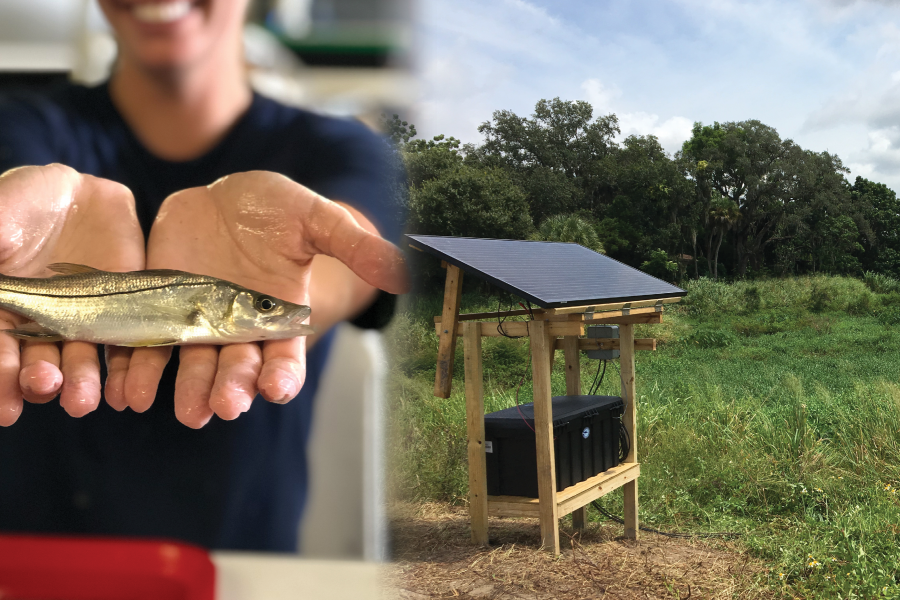 New Antenna to Monitor Snook in the creek