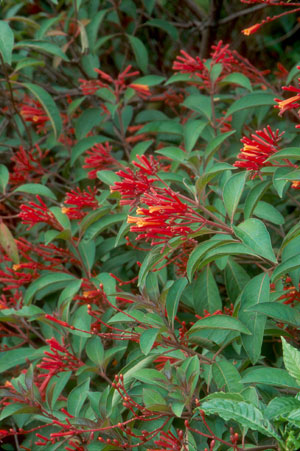 Firebush Credit Roger L. Hammer