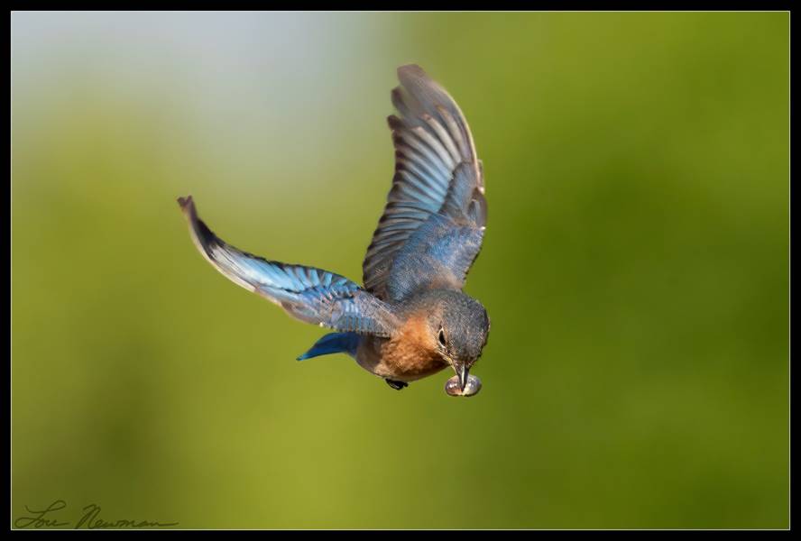 bluebird flying