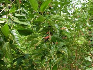 mulberry tree credit FAIRCHILD TROPICAL BOTANIC GARDEN