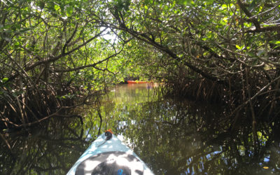 Mangroves at the Mouth of the Creek
