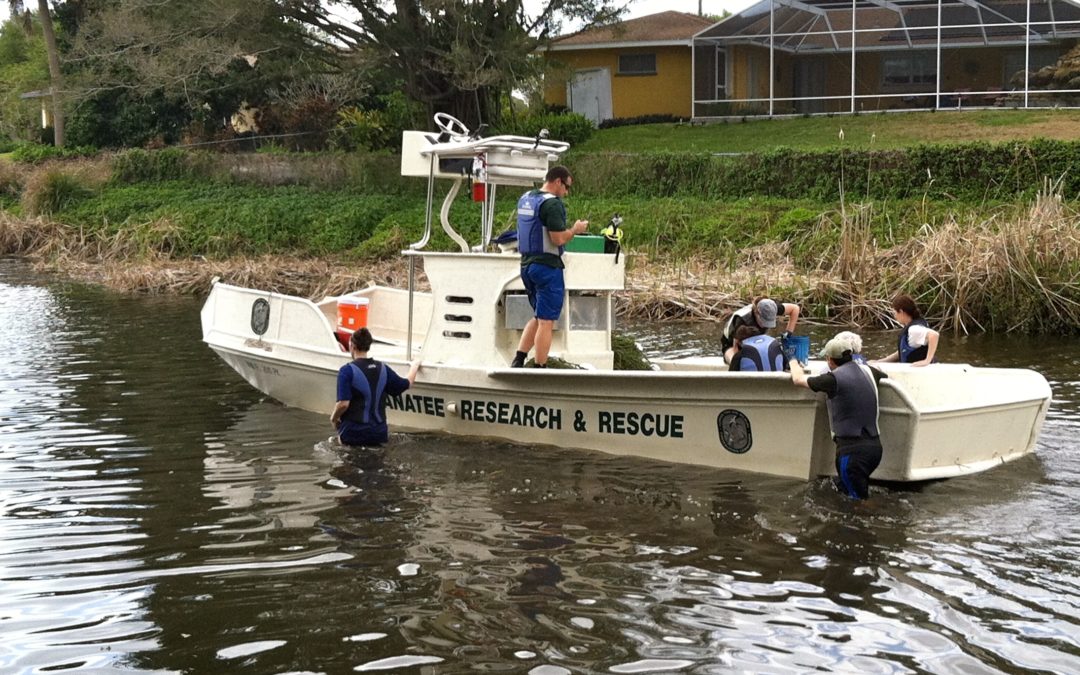 Baby Manatee Rescue