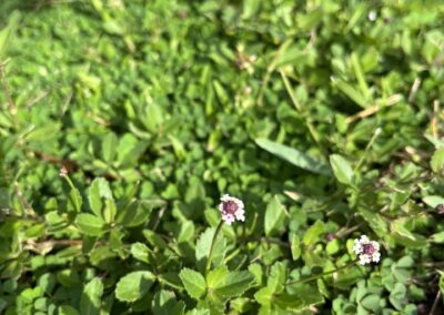 Frogfruit Flowers