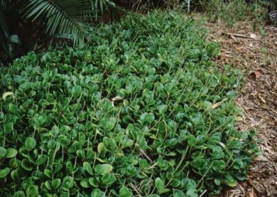 pepperomia