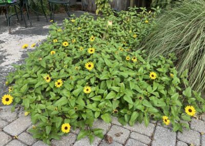 Beach Dune Sunflower