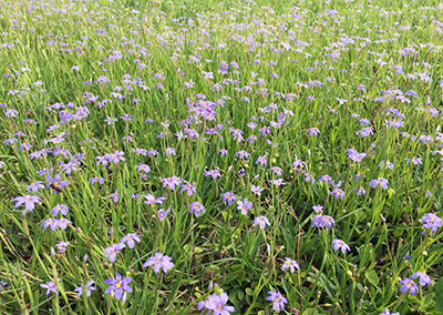 Blue eyed grass